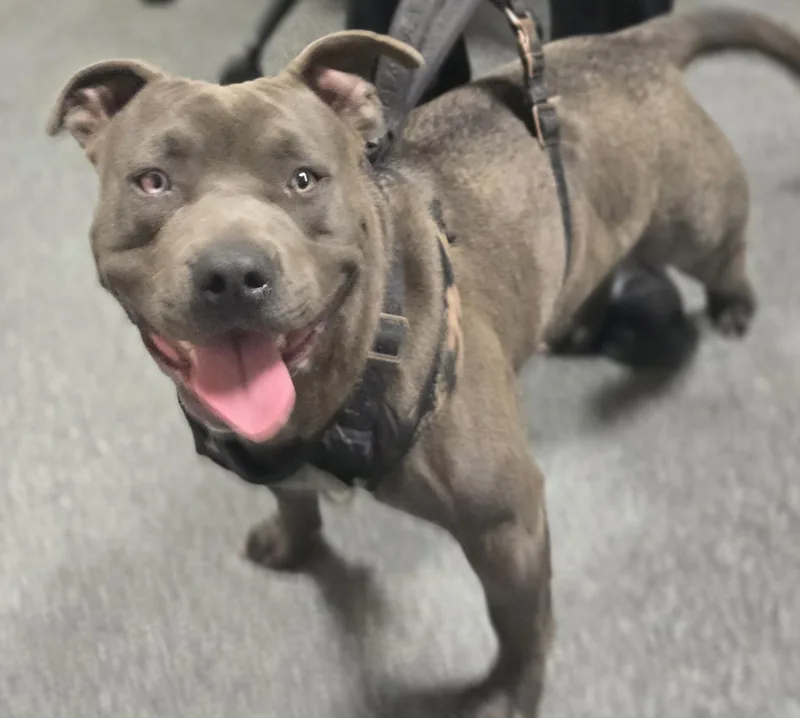 An adult large-sized male Pit Bull Terrier dog named Money for adoption in Los Angeles, CA