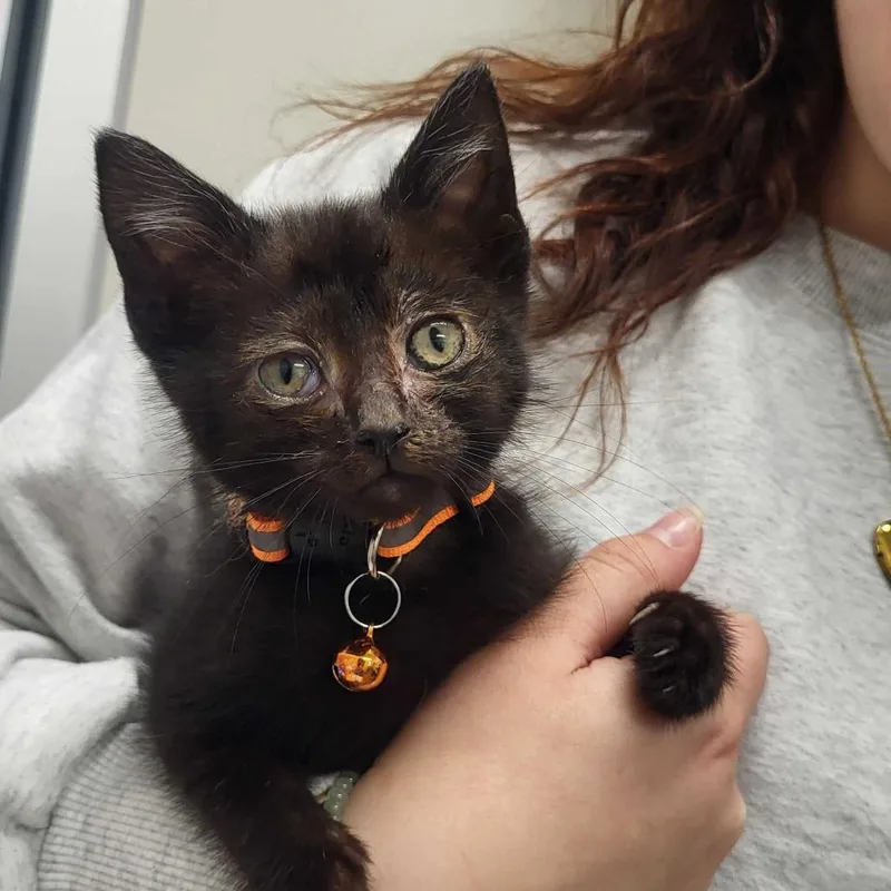 A baby small-sized male Black Domestic Short Hair cat named Krusty Krab for adoption in Chattanooga, TN