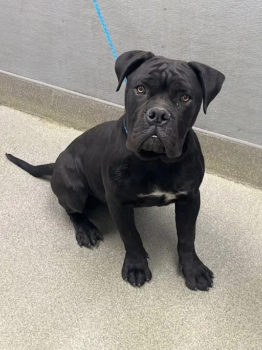 A young large-sized male Cane Corso dog named Thumper for adoption in Las Vegas, NV
