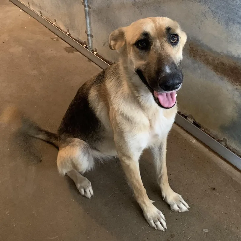 An adult medium-sized female Yellow / Tan / Blond / Fawn German Shepherd Dog dog named Mayra for adoption in Stephens City, VA