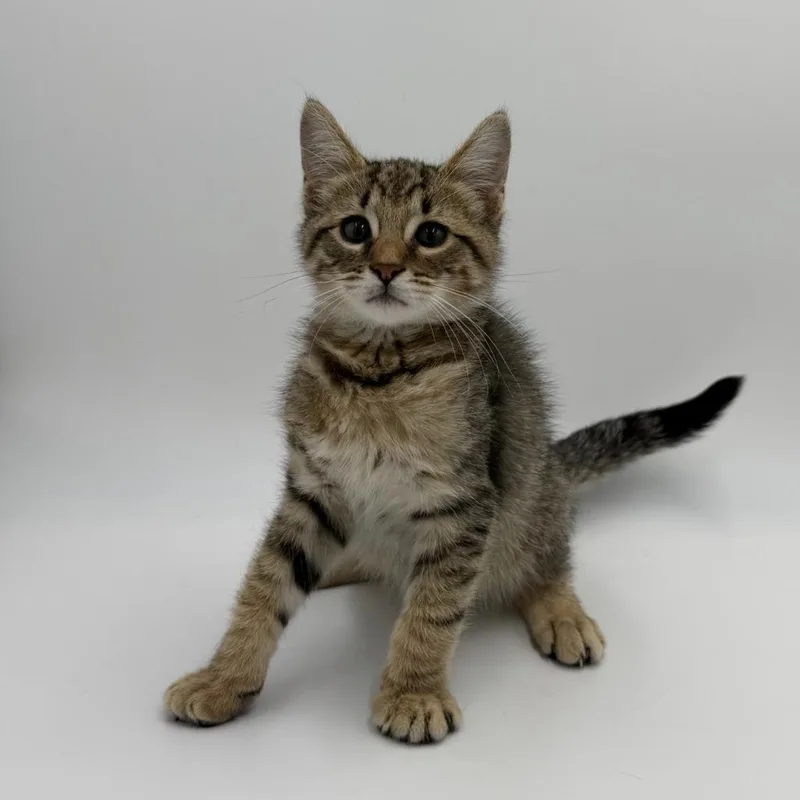 A baby small-sized male Domestic Short Hair cat named Kingsley for adoption in State College, PA