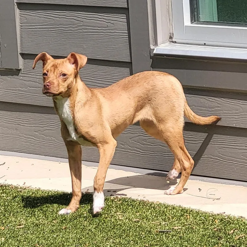 A young medium-sized female Brown / Chocolate Mixed Breed dog named Raleigh for adoption in Greensboro, NC