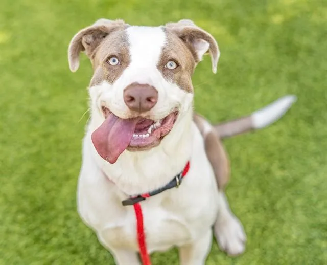 A young large-sized male Labrador Retriever dog named Vinny for adoption in San Jose, CA