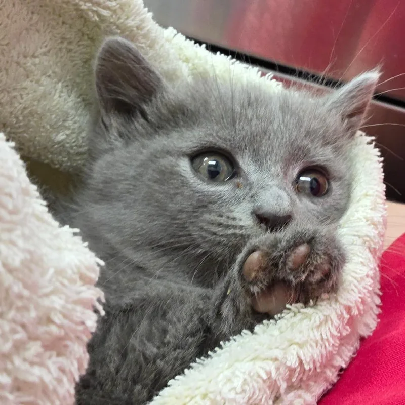 A baby small-sized female Gray / Blue / Silver Domestic Medium Hair cat named KitKat for adoption in Chattanooga, TN