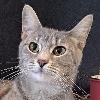A young medium-sized female Gray / Blue / Silver Domestic Short Hair cat named Elior for adoption in Chicago, IL