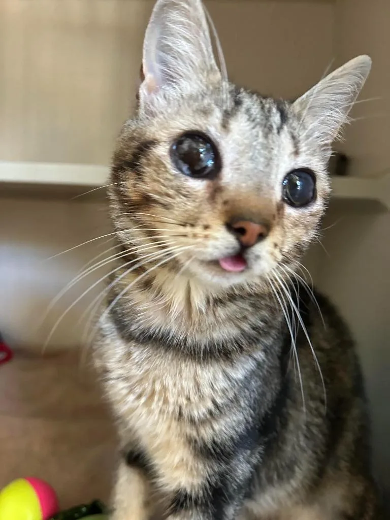 A young small-sized female Domestic Short Hair cat named Tinker Bell for adoption in Los Angeles, CA