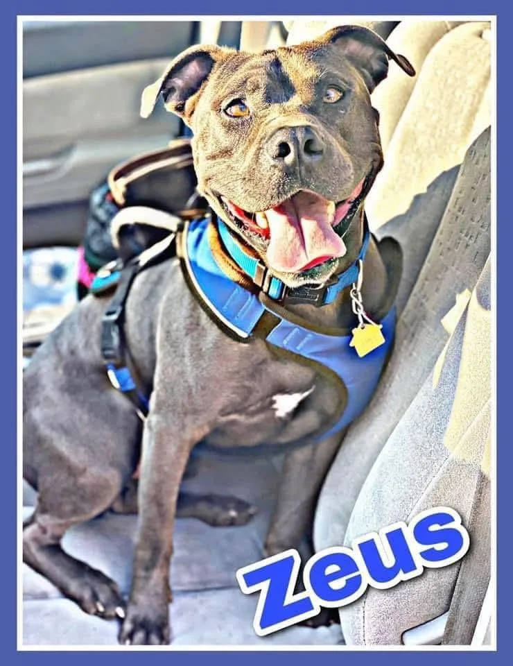 Zeus