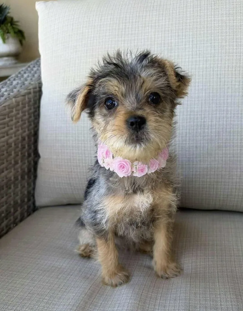 A baby small-sized female Merle (Blue) Yorkshire Terrier dog named Saks for adoption in Corona Del Mar, CA