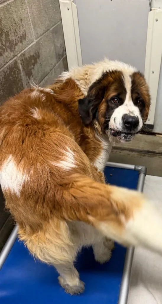 A young large-sized male Saint Bernard dog named Mickey for adoption in Virginia, MN