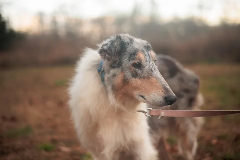 Roxy Grace  Transport thumbnail 4