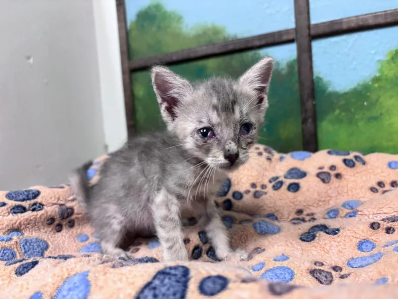 A baby small-sized female Domestic Short Hair cat named Lina for adoption in Houston, TX