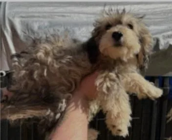 A baby medium-sized female Poodle dog named Izzy for adoption in GILBERTS, IL