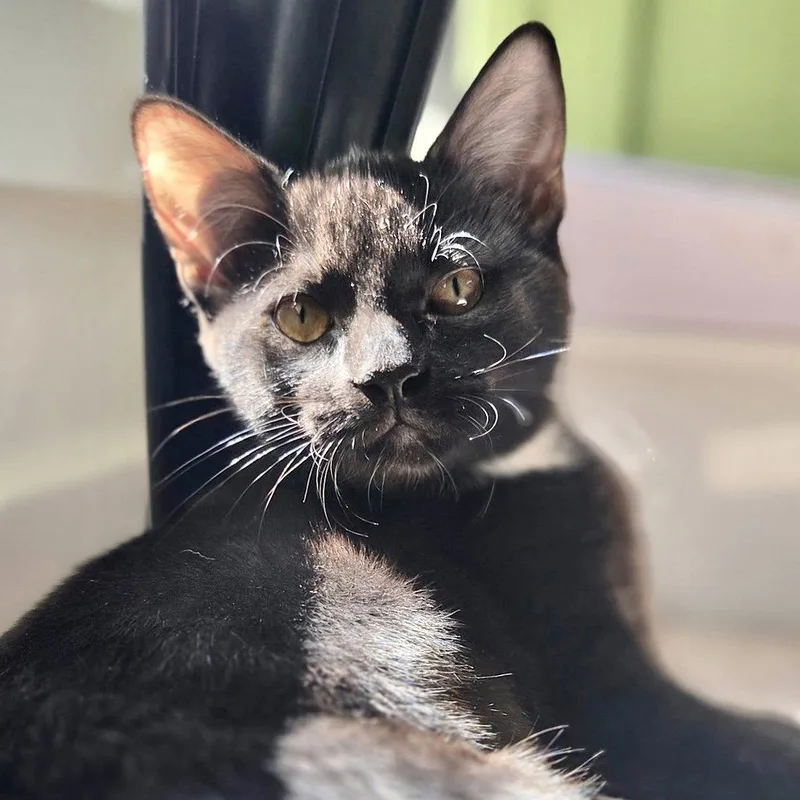 A baby medium-sized female Black Domestic Short Hair cat named Zuri for adoption in Sonora, CA