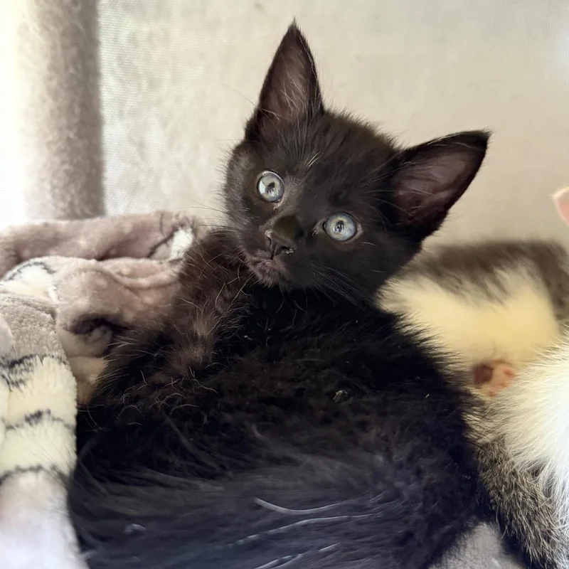 A baby small-sized female Black Domestic Short Hair cat named Nesta for adoption in Brownsboro, AL