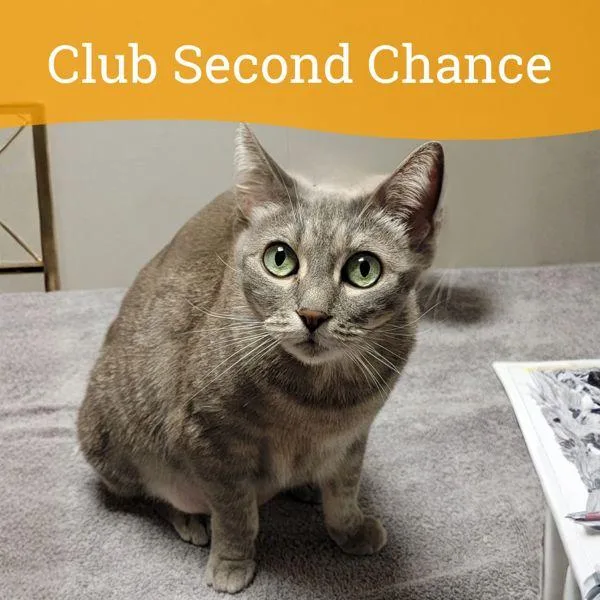 A senior medium-sized female Domestic Short Hair cat named Lizard for adoption in Oakland, CA