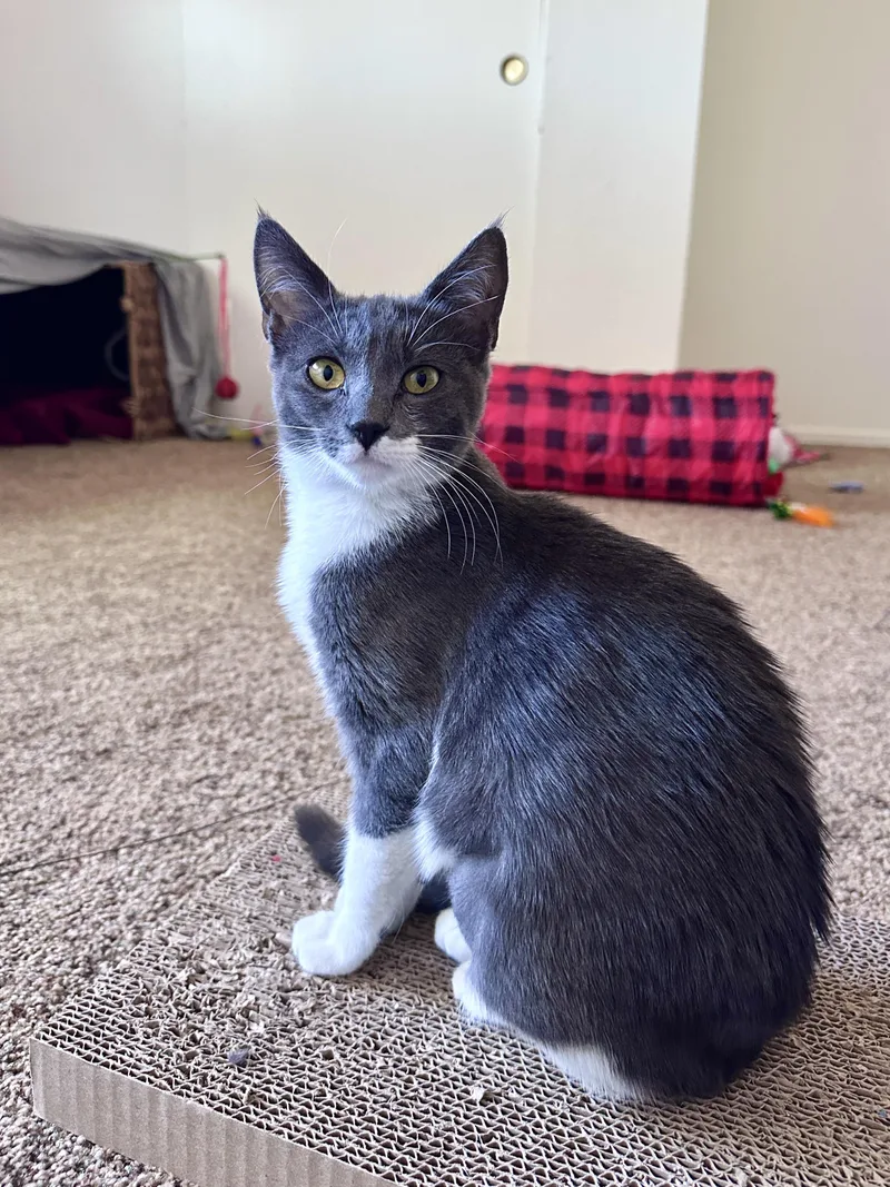 A young medium-sized female Gray & White Domestic Short Hair cat named Mo for adoption in Scottsdale, AZ