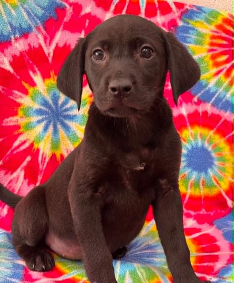 A baby small-sized female Labrador Retriever dog named Fiona for adoption in Warrenton, NC