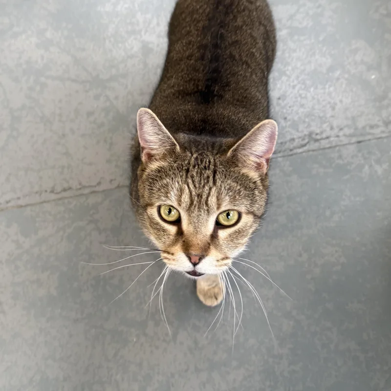 Quiet Riot thumbnail 2