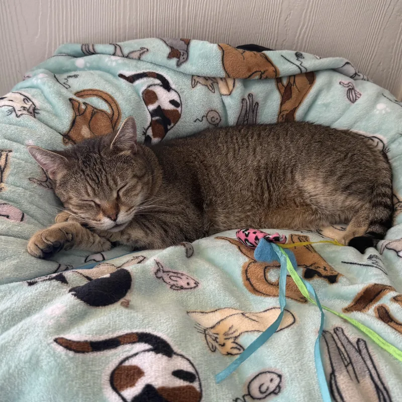 Quiet Riot thumbnail 3