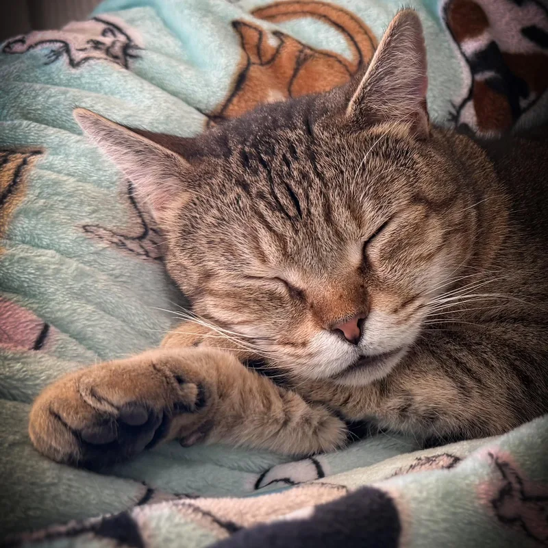 Quiet Riot thumbnail 4