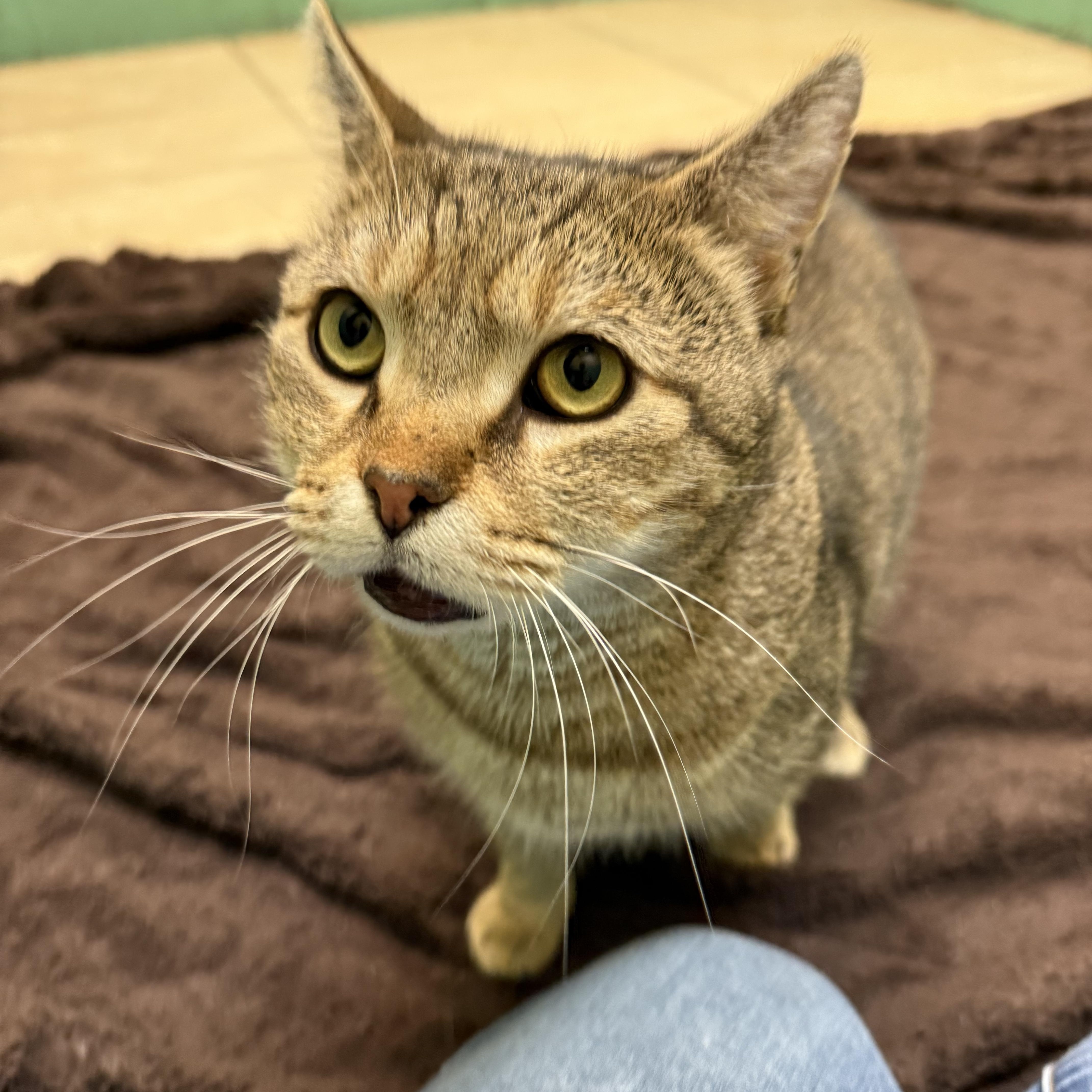 Quiet Riot thumbnail 5