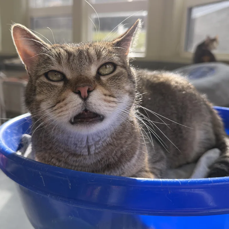 Quiet Riot thumbnail 6