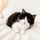 A baby medium-sized female Black Domestic Short Hair cat named Everly for adoption in Portsmouth, OH