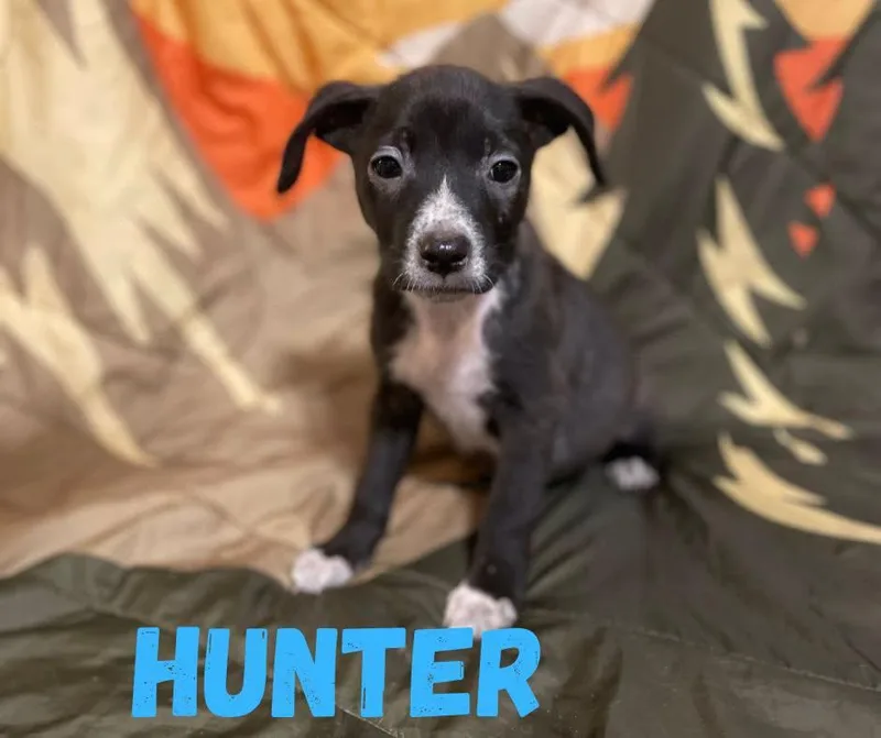 A baby medium-sized male Black Mixed Breed dog named Hunter for adoption in Shalimar, FL