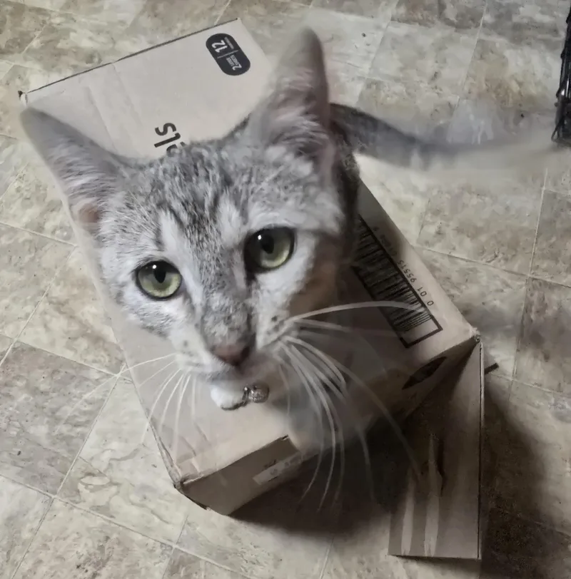 Ratatouille thumbnail 2