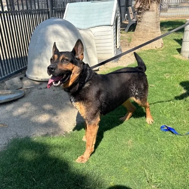 Benjamine thumbnail 2