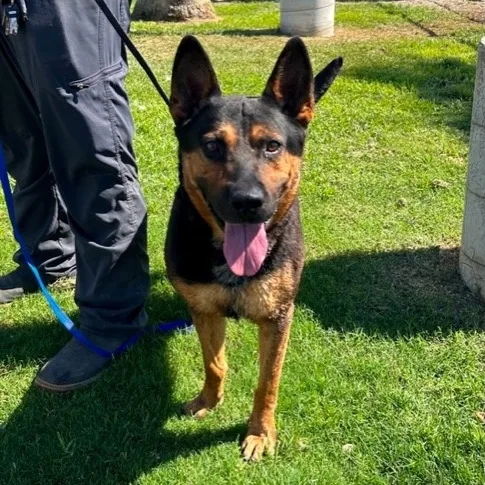 Benjamine thumbnail 3