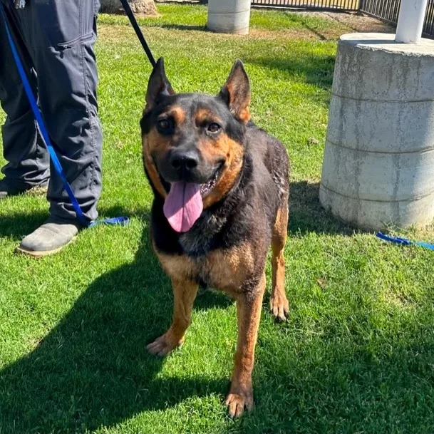 Benjamine thumbnail 4