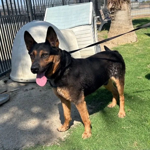 Benjamine thumbnail 5