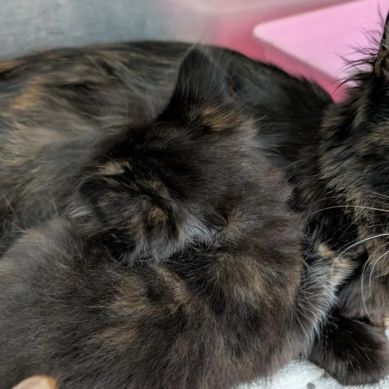 A baby small-sized female Tortoiseshell Domestic Short Hair cat named Tamwen for adoption in Auburn, AL