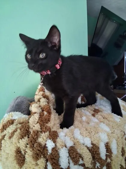 A baby medium-sized female Domestic Short Hair cat named Bunsen for adoption in Savannah, GA