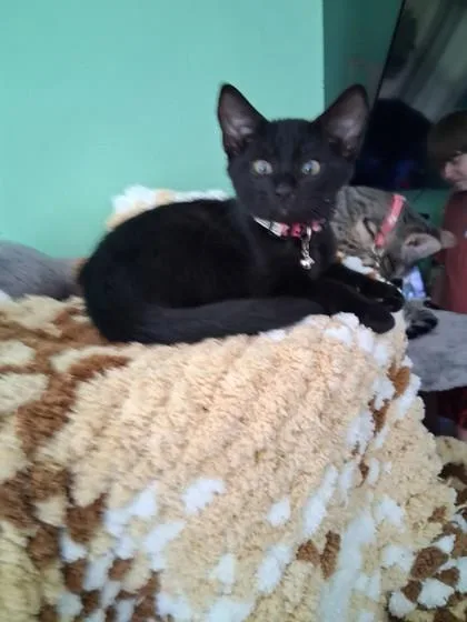 Bunsen thumbnail 2