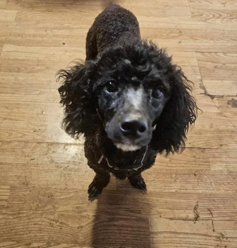 Poodle Combo