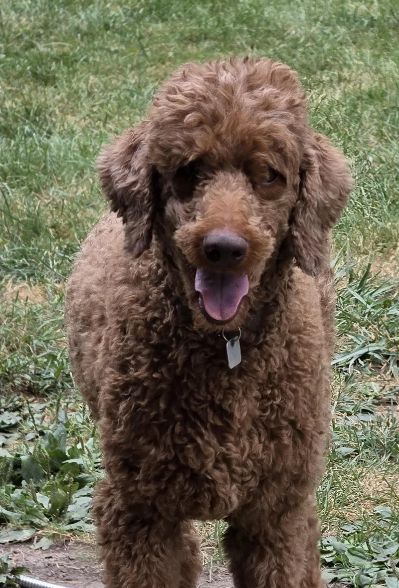 Poodle Combo thumbnail 2