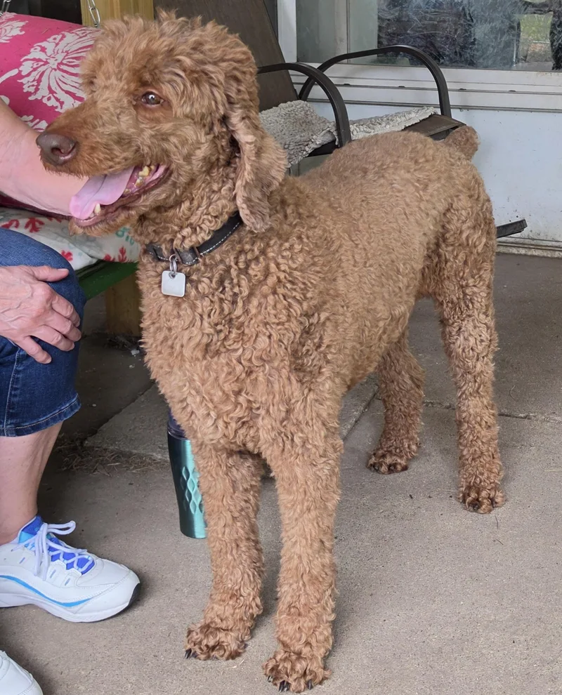 Poodle Combo thumbnail 3