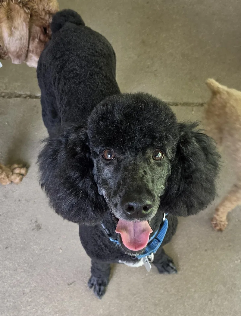 Poodle Combo thumbnail 4