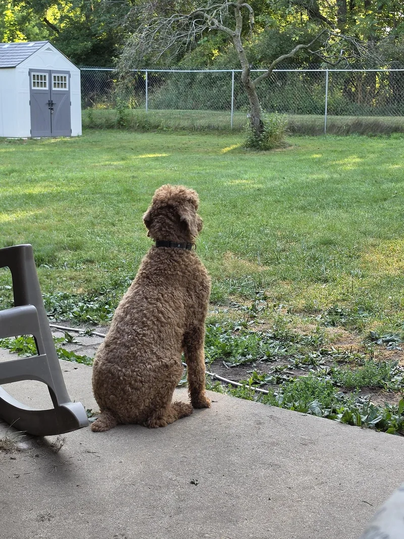 Poodle Combo thumbnail 5