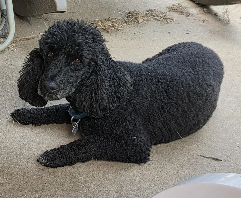 Poodle Combo thumbnail 6