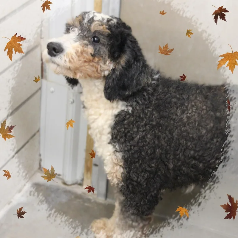 A young medium-sized female Tricolor (Brown, Black, & White) Bernedoodle dog named Stacy for adoption in Amelia, OH