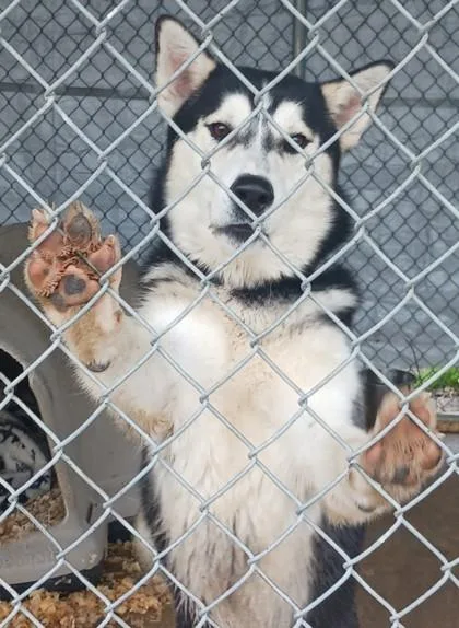 A young medium-sized male Siberian Husky dog named Autumn for adoption in West Memphis, AR