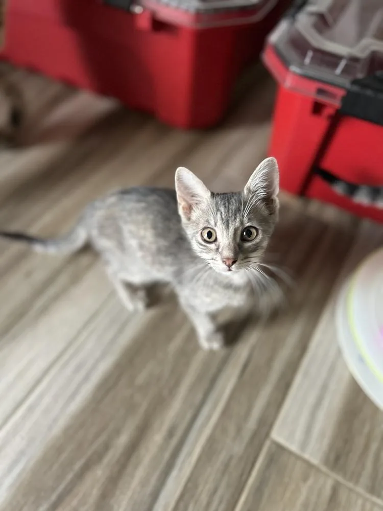 A baby small-sized female Domestic Short Hair cat named Oreo & Smokey for adoption in New Bedford, MA