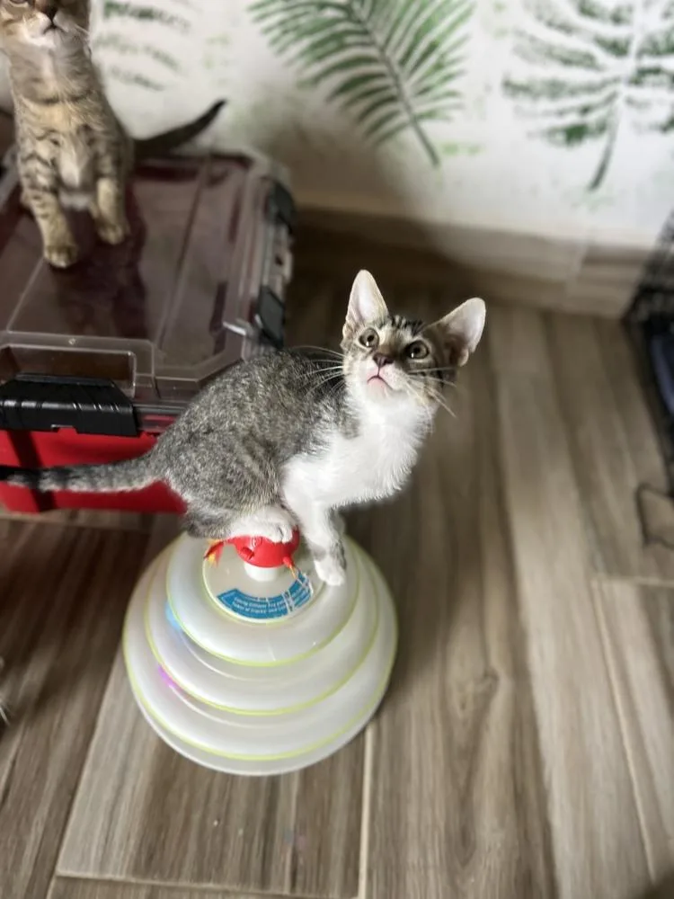 Oreo & Smokey thumbnail 3
