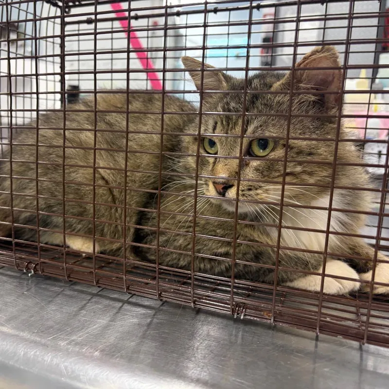 A young large-sized male Brown / Chocolate Domestic Medium Hair cat named Simba for adoption in Milton, FL