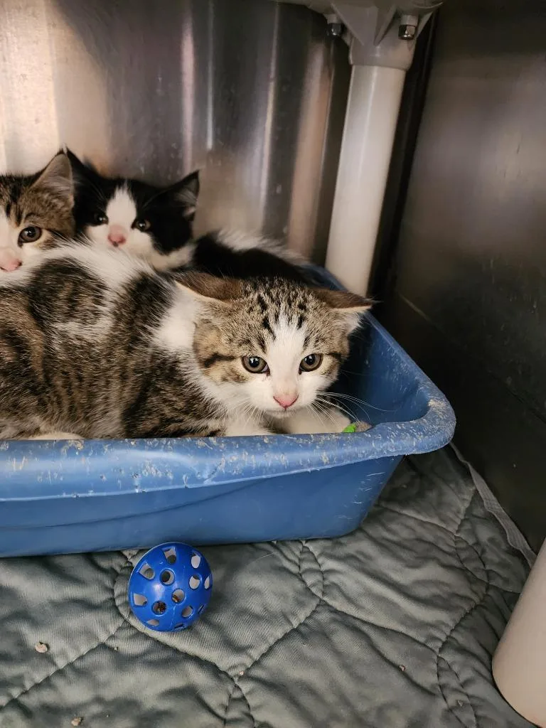 A baby medium-sized male Domestic Short Hair cat named Thunder for adoption in Virginia, MN