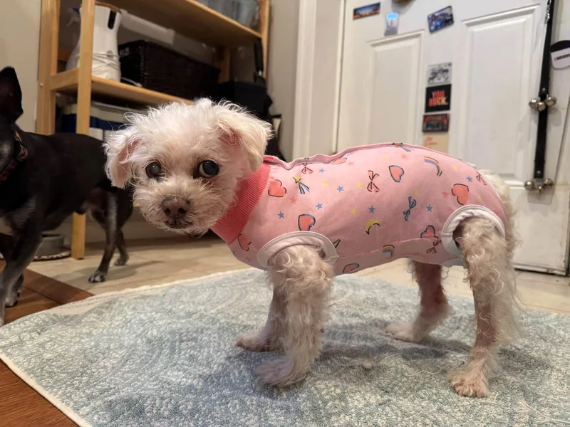 Lilou thumbnail 3