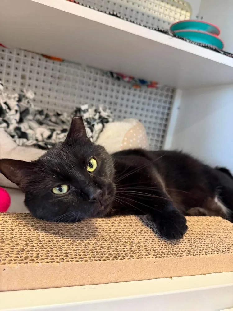 A young medium-sized male Black Domestic Short Hair cat named Pantera for adoption in Chicago, IL